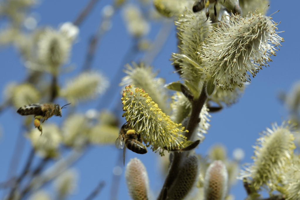 Honigbienen sammeln Pollen der Haselnuss