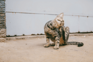 Eine getigerte Katze kratzt sich hinterm Ohr